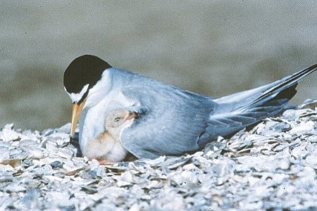 They mate in April or May and nesting starts shortly after. Nests are made out of sand or shell fragments. Threats are: domestic and wild animals, habitat loss, and pollution.