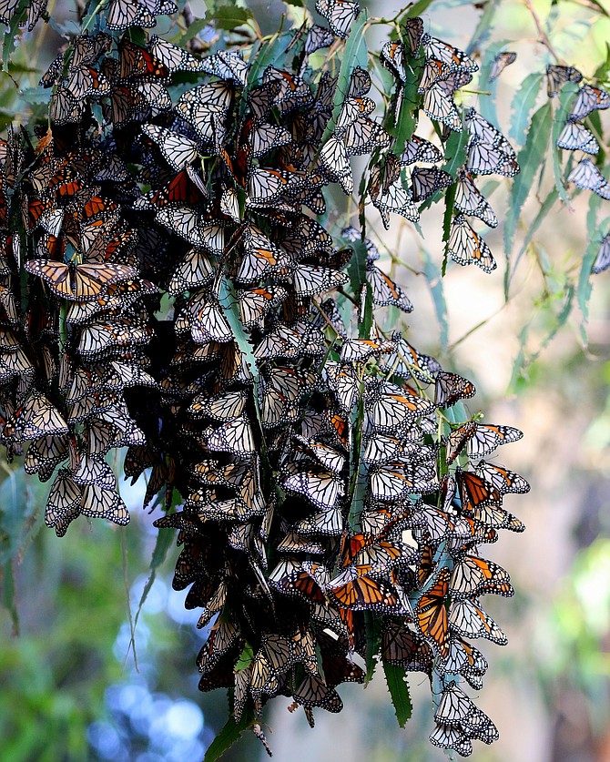 Butterfly gathering in Pismo Beach, CA.