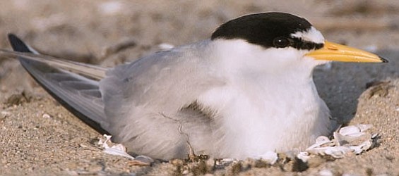 Nesting least tern