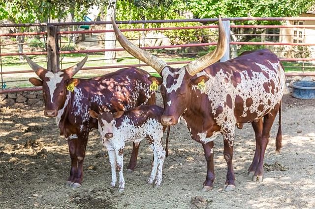 Watusi cattle — able to withstand the environs of Santa Ysabel