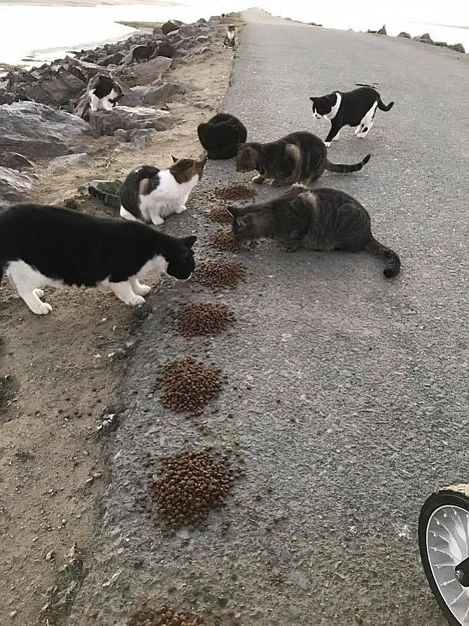 Caretakers feed them every day and trap cats as needed for medical attention.
