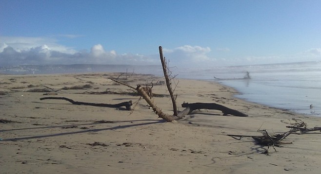 Trees washed up as far north as Dunes Park, where Imperial Beach lifeguards pulled them ashore and cut them up.