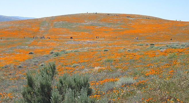 The ideal time to see poppies in bloom: early/mid-March until mid-April. Check the Parks.ca.gov link below.