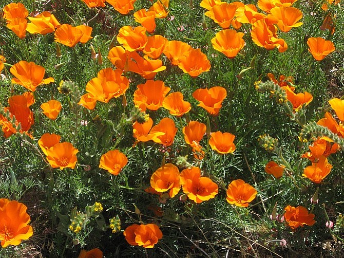 Close-up of California poppies.

