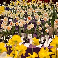 Daffodils, daffodils, and more daffodils at this annual Julian event.