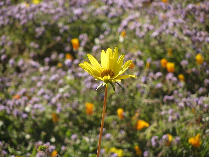 A sea dahlia blooms among purple phacelia and orange poppies