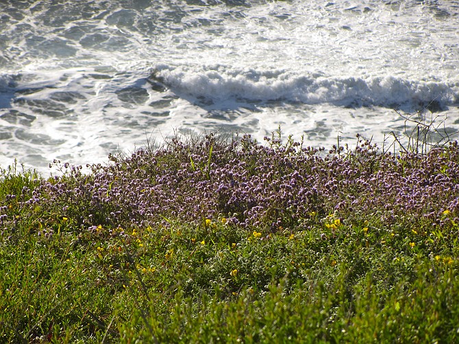 Purple phacelia blooms above the Pacific Ocean along Guy Fleming Trail