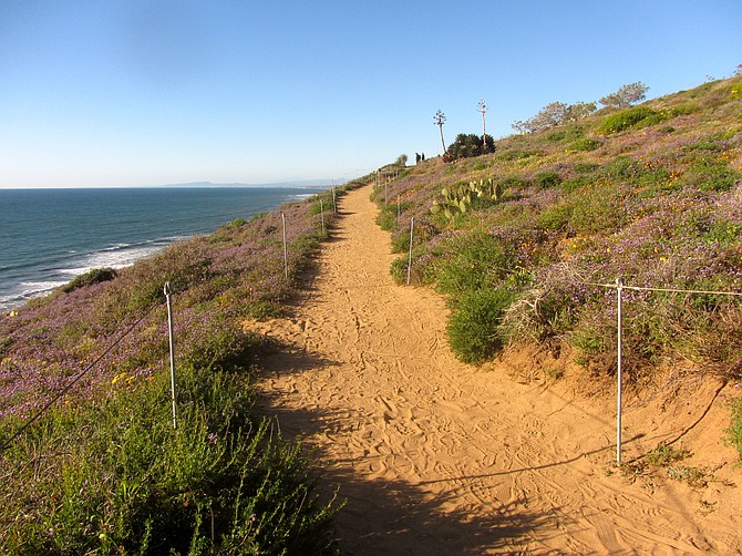 Purple phacelia line the Guy Fleming Trail above the coastline