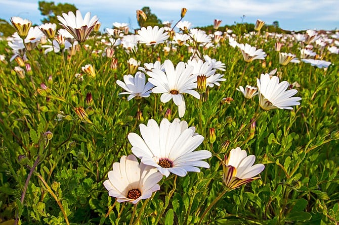 Plant African daisies to prevent soil erosion during heavy rains