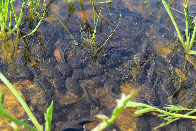 Massive number of spadefoot toad tadpoles in Del Mar Mesa vernal pools due to this year's rains.  March 2017.  