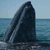 A great opportunity to see whales and cute calves