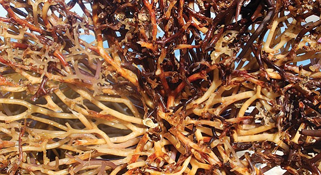 Near a washed-up kelp holdfast lay a finger-like gelatinous white blob.  - Image by Catalina Marine Institute