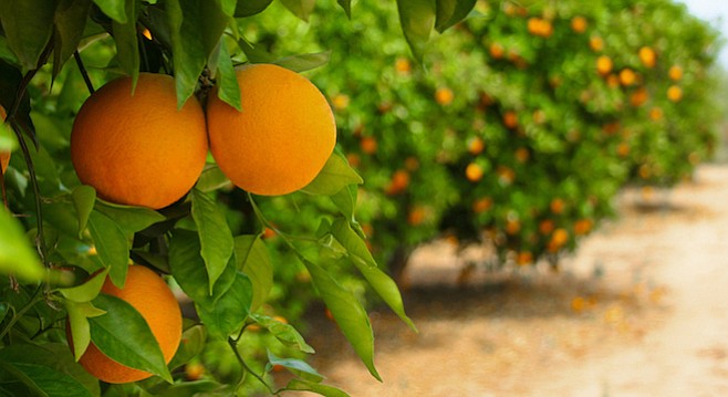 San Diego County’s first commercially planted orange and lemon groves began to produce fruit in the 1870s.