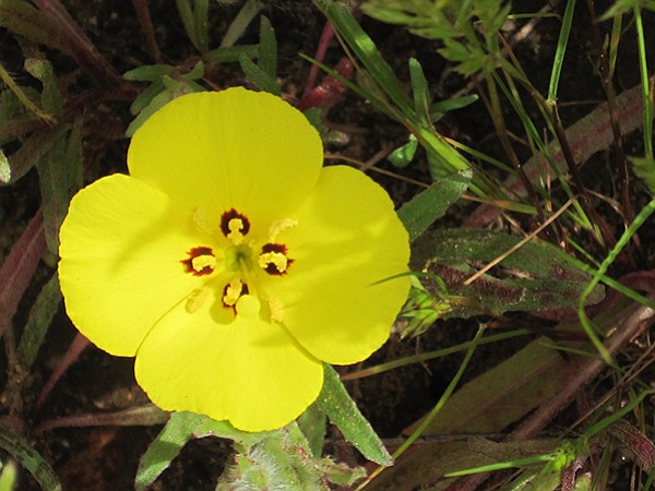 California sun cup Camissoniopsis bistorta)