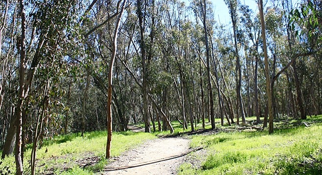 UCSD Ecological Park shows the remainders of a eucalyptus grove that was abandoned around 1950.