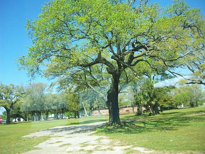 Magnolia tree in Gulfport, MS.
