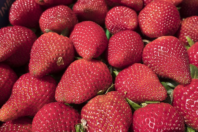 Stehly Farms Organics expects larger-than-average attendance at its annual Strawberry U-Pick Festival on April 8. 
