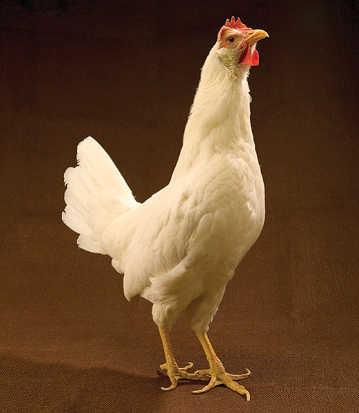 If you take good care of your White Leghorn chick, it may grow up to look like this