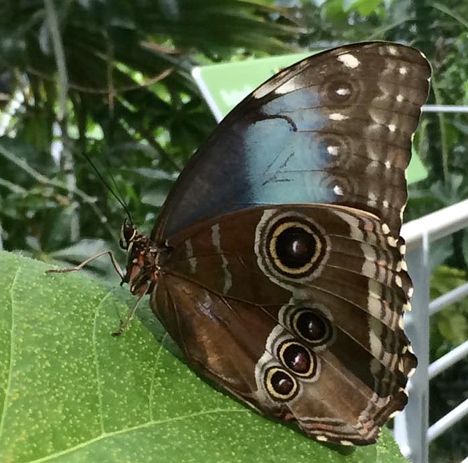 Blue Morpho Butterfly in the Osher Rainforest