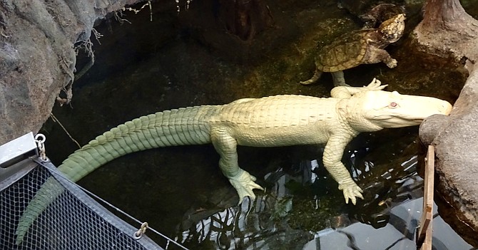 Claude, the albino alligator at California Academy of Sciences