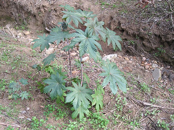 Glossy large palmate leaves with deep lobes and toothed edges identify the nonnative castor bean (Ricinus communis).