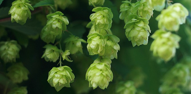 New Zealand hops are known in the craft beer world for providing distinctively fruity and wine-like aromatics. (stock photo).
