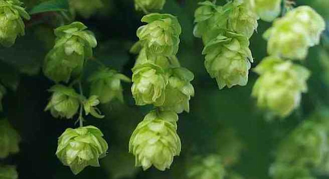 New Zealand hops are known in the craft-beer world for providing distinctively fruity and wine-like aromatics.