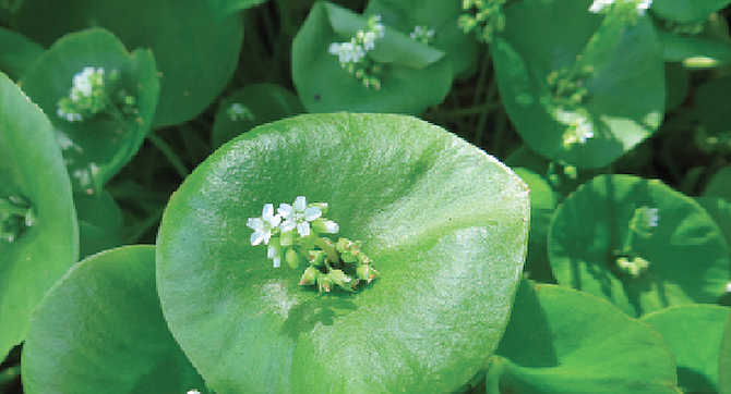 Miner's lettuce fortified California gold diggers in the 1800s to ward off scurvy.