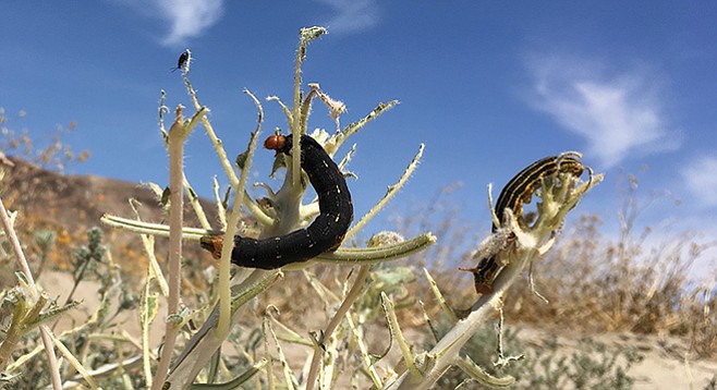 White-lined sphinx moth caterpillars ravage the evening primrose outside Borrego Springs.