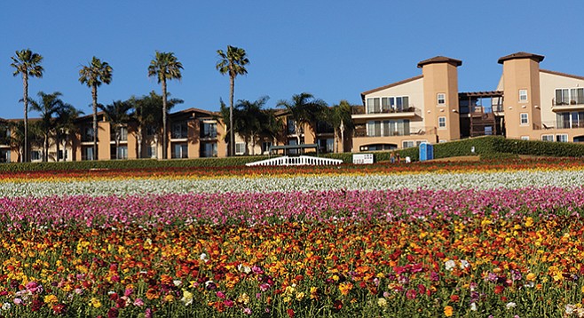 You could cruise to the Mother’s Day celebration at the Flower Fields in Carlsbad