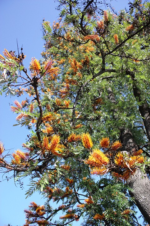 Flowering silk oak tree (Grevillea robusta)