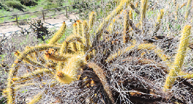 On the dirt path leading south into the canyon may be found the rarely-seen golden club cactus. 