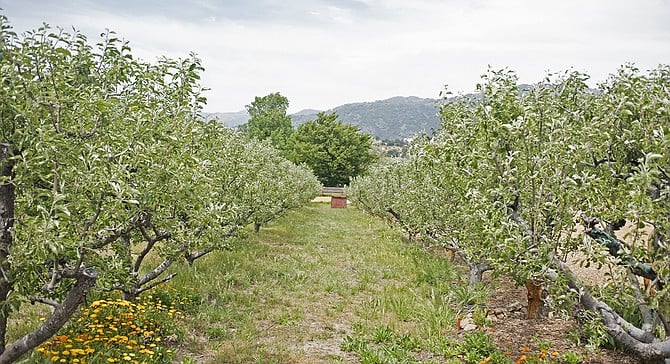 Apple trees at Julian's Apple Lane Orchard