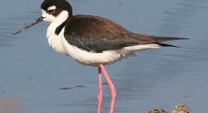 Black-necked stilt in Famosa Slough, one of 180 bird species seen there. - Image by Gerry Tietje