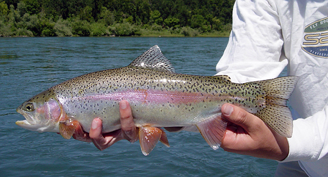 Eastern Sierra trout can go at it again | San Diego Reader