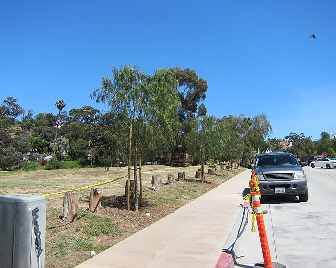 Historic and shady pepper trees used to line the golf course along Juan Street. Most were cut down in 2015 during the Juan Street rehabilitation project.