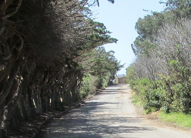 Driveway and security gate. Some of the California Coastal pines trees and palms may be moved.