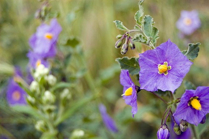 Spring wildflowers like purple nightshade can still be found in cooler coastal enclaves.