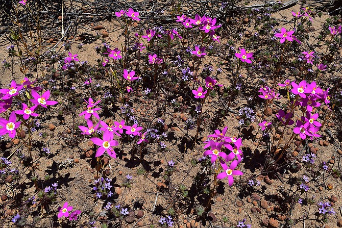 Great bloom year for charming centaury (Zelnera venusta) and hooked pincushion flowers in San Diego County.  May 2017, Torrey Pines Extension 