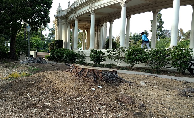 "Two giant pine trees behind the Organ Pavilion have been chopped down, and the whole planting area has been pretty much cleared out." 