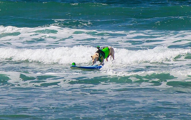 Surfing Dog at Dog Beach