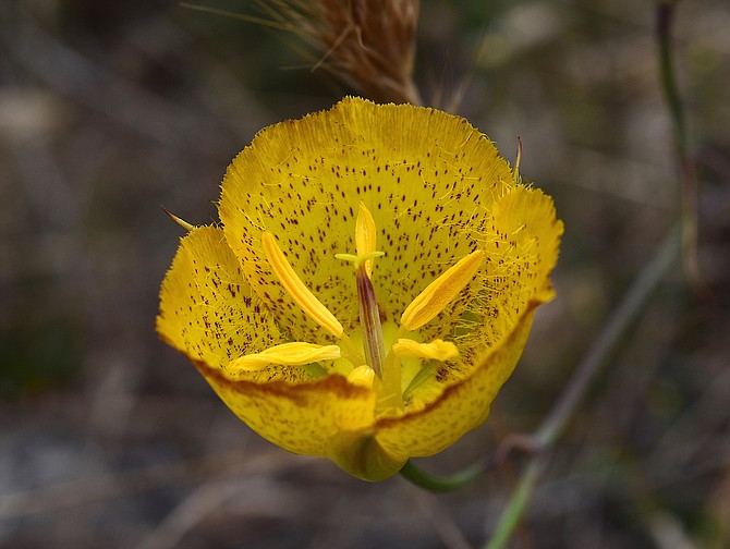 Weed's mariposa lily (Calochortus weedii), one of San Diego's native lilies.  Blooms in late spring and early summer.  Rancho Penasquitos, CA, June 2017