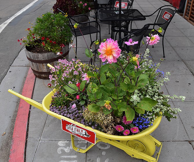 Wheelbarrow flower pots line the streets of Little Italy.  June 2017