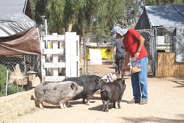 Ramona’s Grazin’ Pig Acres is home to over 90 rescued pot belly pigs.