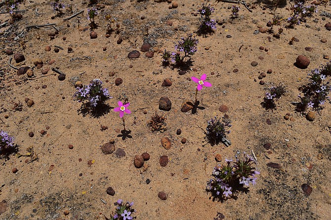 Hooked pincushion, charming centaury, iron concretions, and shadows at Crest Canyon Open Space.  June 2017