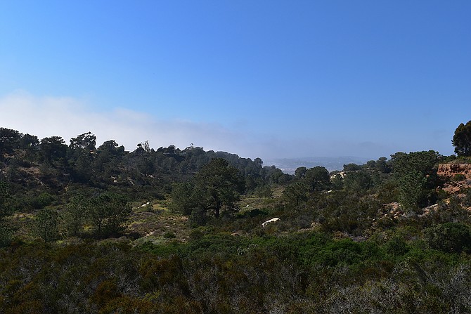 June 2017 view of Crest Canyon Open Space in Del Mar with the lovely marine layer in the distance.  A dose of healthy coastal sage scrub with lovely Torrey Pines scattered throughout.  