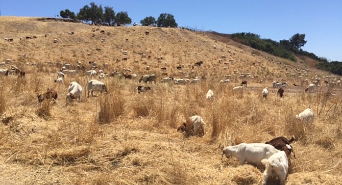 "The two hundred and fifty goats get to eat, and the hillside brush gets cleared."
