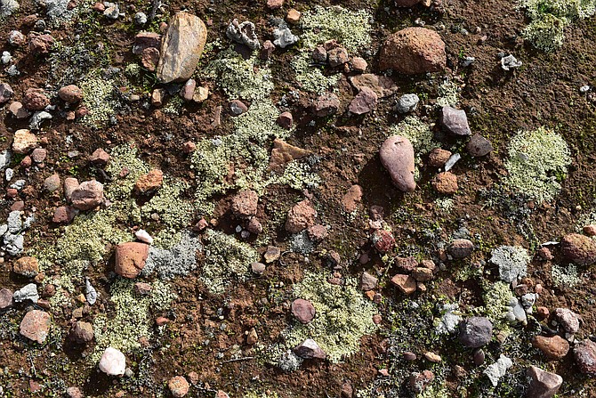 Cyanobacterterial crust and iron concretions at Del Mar Mesa.  2017