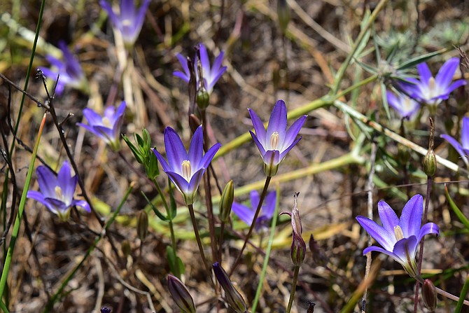 Rare and endangered Orcutt's brodiaea in the vernal pools of Del Mar Mesa, Rancho Penasquitos.  