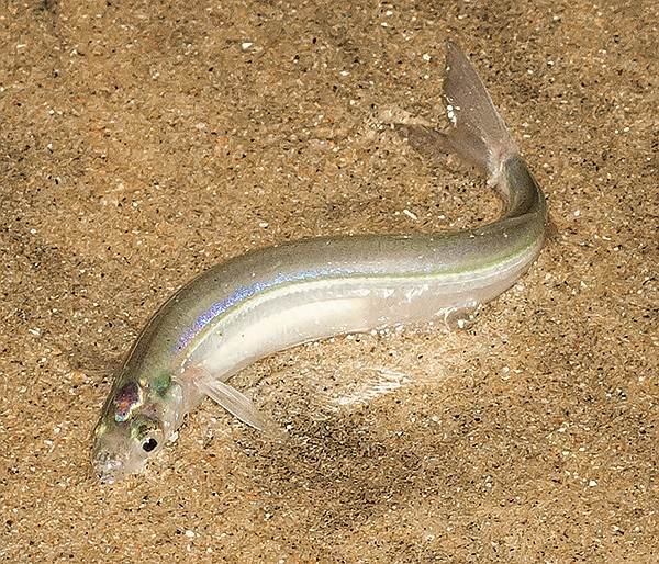 I M In A Rush It S Ocean Beach The Grunion Are Running